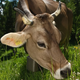 Illustration for article titled Cow Licks "Tasty" House, Homeowner Complains • Sarah Palin Says Kids Must "Obey"